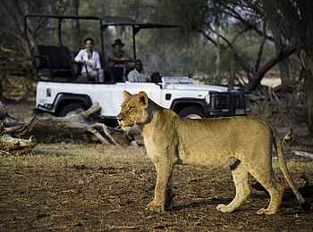 Davison's Camp: Löwin Davison's Camp: Löwin