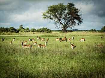 Duba Plains Suite: Game Drive