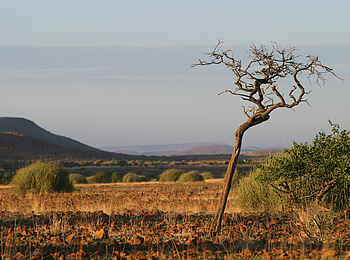 Etendeka Mountain Camp: Steiniger Wüstenboden Etendeka Mountain Camp: Steiniger Wüstenboden