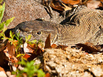 Grootberg Lodge: Echse