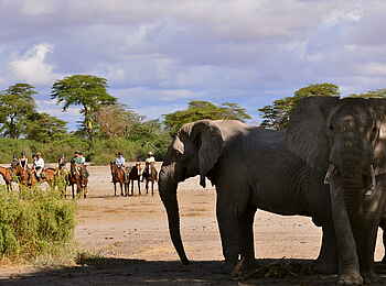 Hamerkop House by Lemala: Reitsafari Hamerkop House by Lemala: Reitsafari