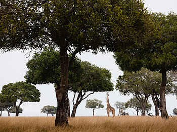 Hemingways River Camp Mara: Pirschfahrt