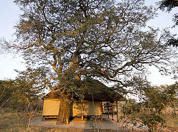 Khulu Bush Camp: Gästezelt Khulu Bush Camp: Gästezelt