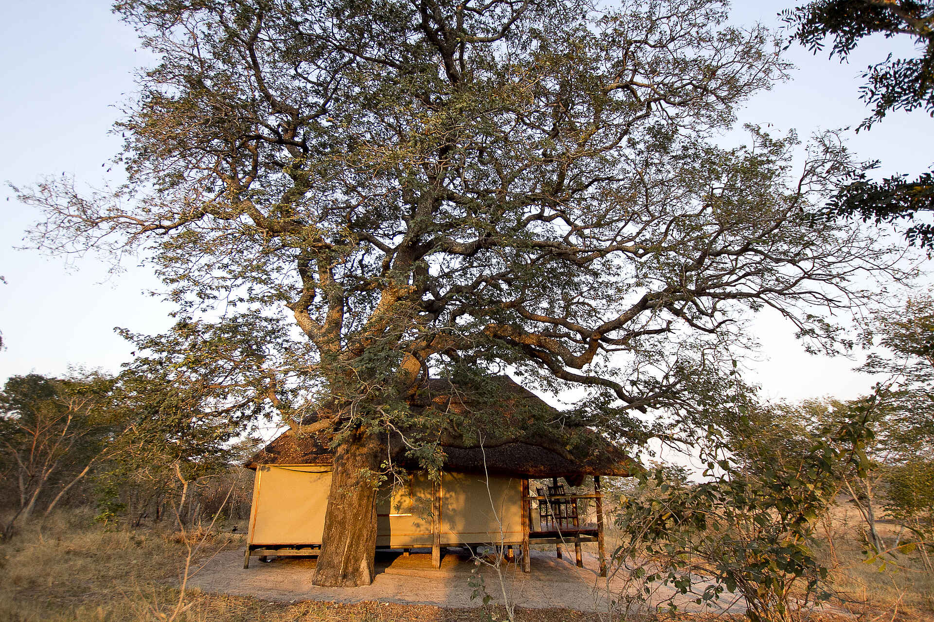 Khulu Bush Camp: Gästezelt