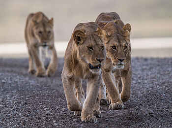 Klein's Camp: Löwen auf der Pirsch