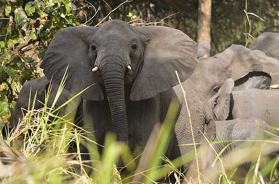 Kubatana Camp: Aufmerksamer Elefant Kubatana Camp: Aufmerksamer Elefant