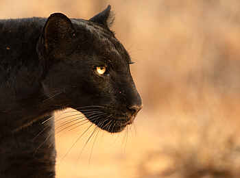 Laikipia Wilderness River Camp: Panther Laikipia Wilderness River Camp: Panther