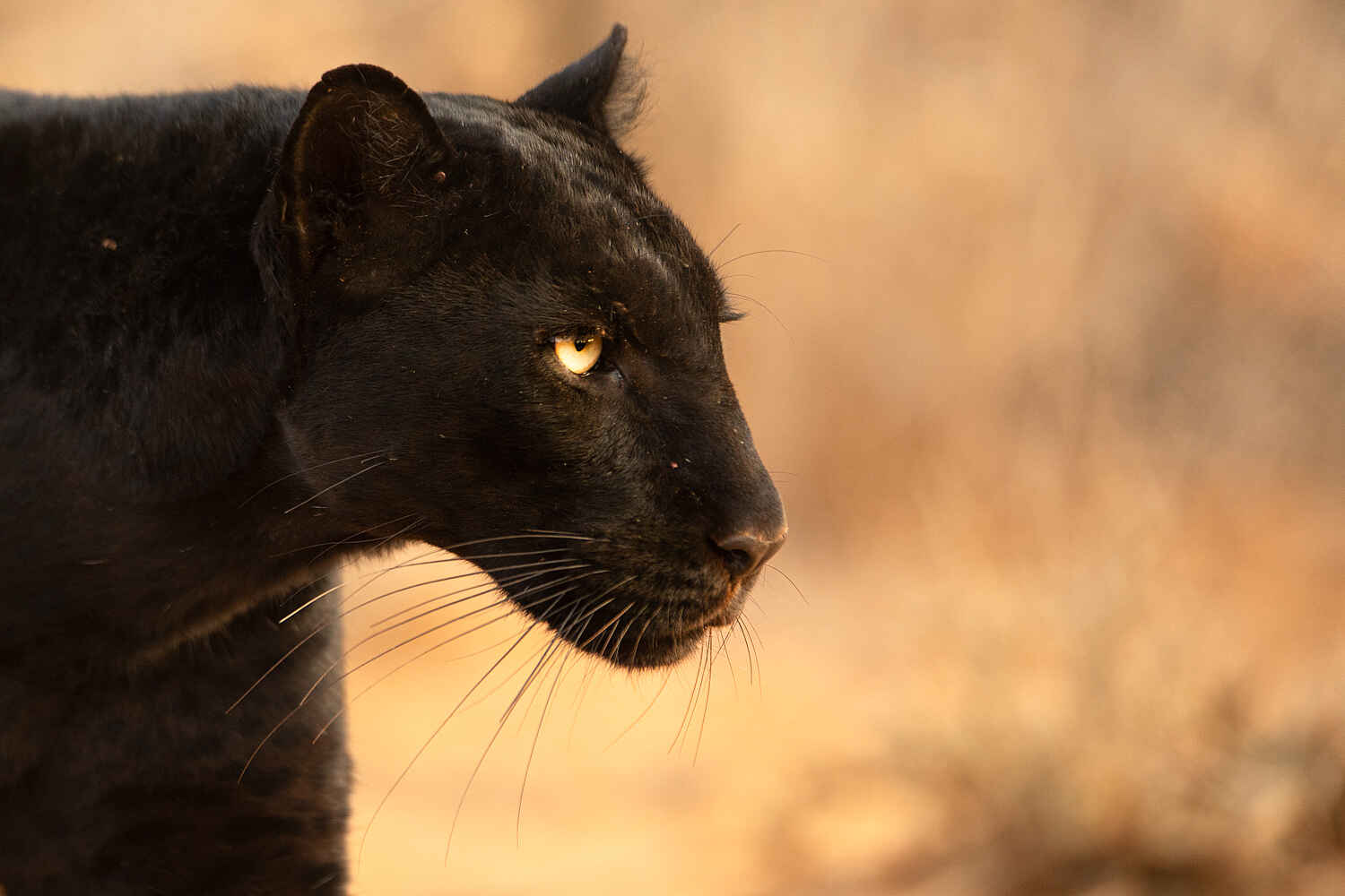 Laikipia Wilderness River Camp: Panther