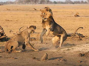 Linkwasha Camp: Kampf unter Löwen Linkwasha Camp: Kampf unter Löwen