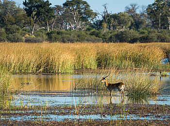Linyanti Tented Camp: Wasserbock