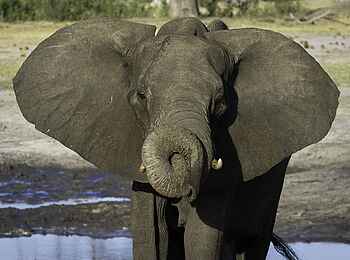 Little Makalolo Camp: Rüsseltrick Little Makalolo Camp: Rüsseltrick