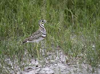 Little Makalolo Camp: Three-banded Courser Little Makalolo Camp: Three-banded Courser