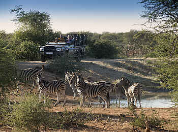 Madikwe Safari Lodge Dithaba: Begegnung mit Zebras bei einer Pirschfahrt
