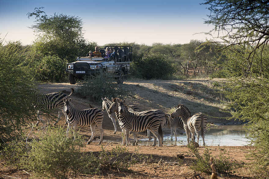 Madikwe Safari Lodge Dithaba: Begegnung mit Zebras bei einer Pirschfahrt Madikwe Safari Lodge Dithaba: Begegnung mit Zebras bei einer Pirschfahrt