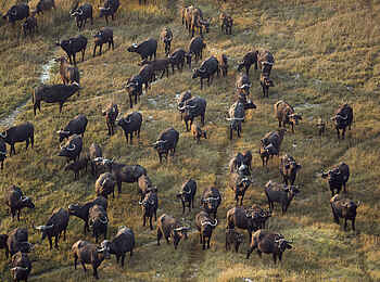 Mankwe Tented Retreat: Eine Büffelherde Mankwe Tented Retreat: Eine Büffelherde