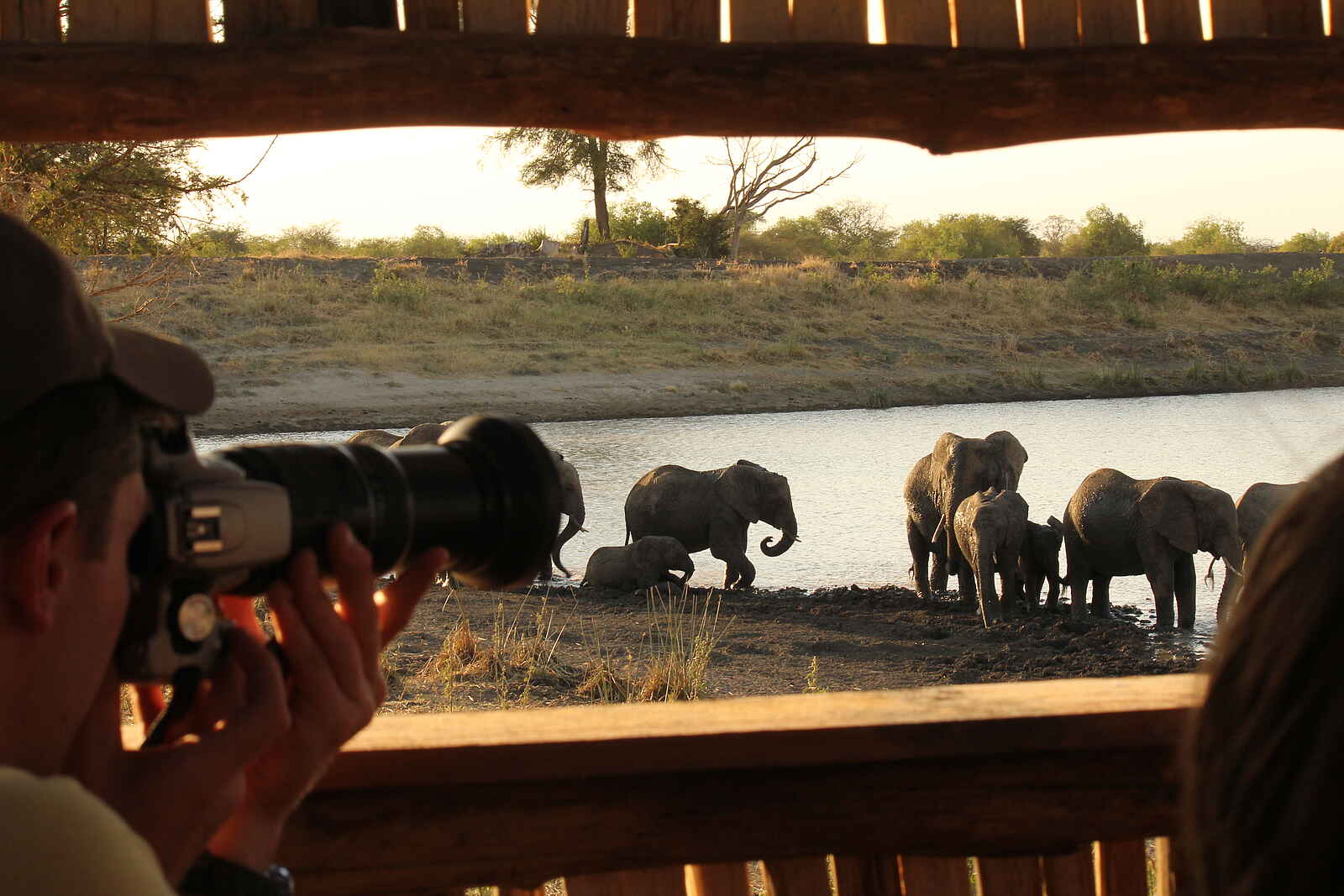 Manyara Ranch: Elefanten vor der Linse Manyara Ranch: Elefanten vor der Linse