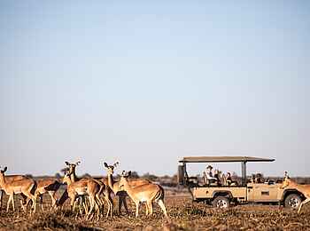 Meno A Kwena: Pirschfahrt mit Impala Sichtung Meno A Kwena: Pirschfahrt mit Impala Sichtung