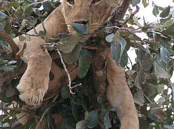 Norman Carr Safaris: Hängender Löwe