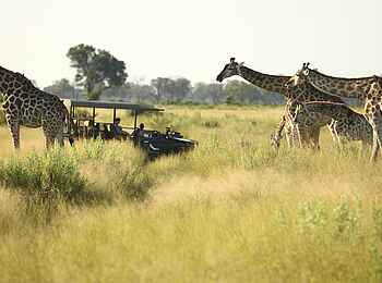 Nxabega Okavango Tented Camp: Giraffengruppe