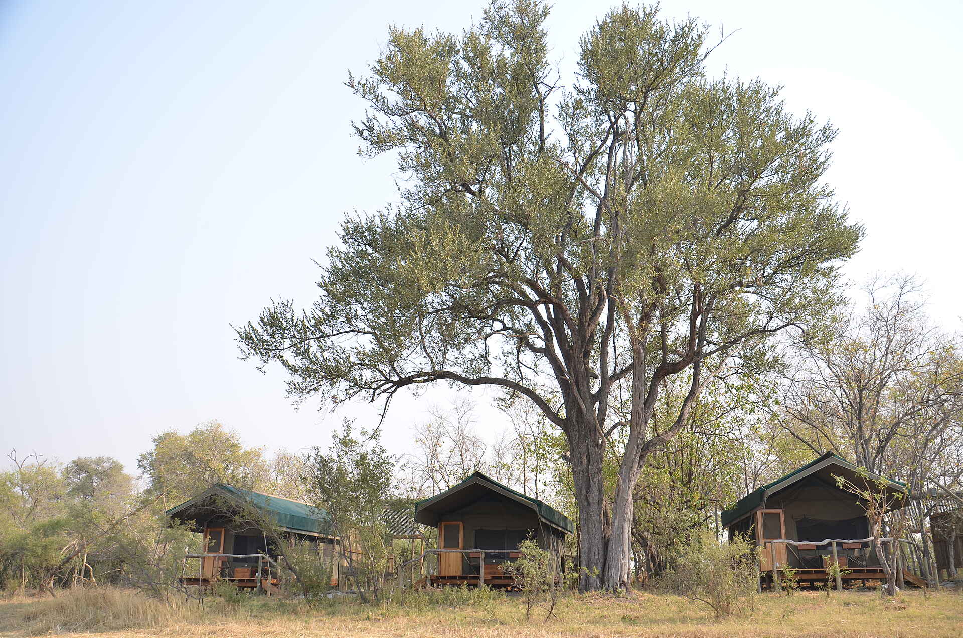 Sango Safari Camp: Gästezelte am Ufer des Khwai River