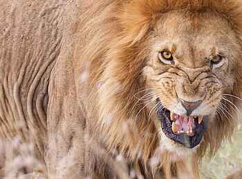 Serian Serengeti Mobile Camp: Löwe