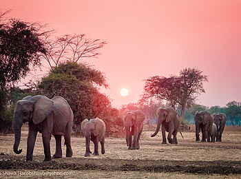 Shawa Luangwa Camp: Elefanten