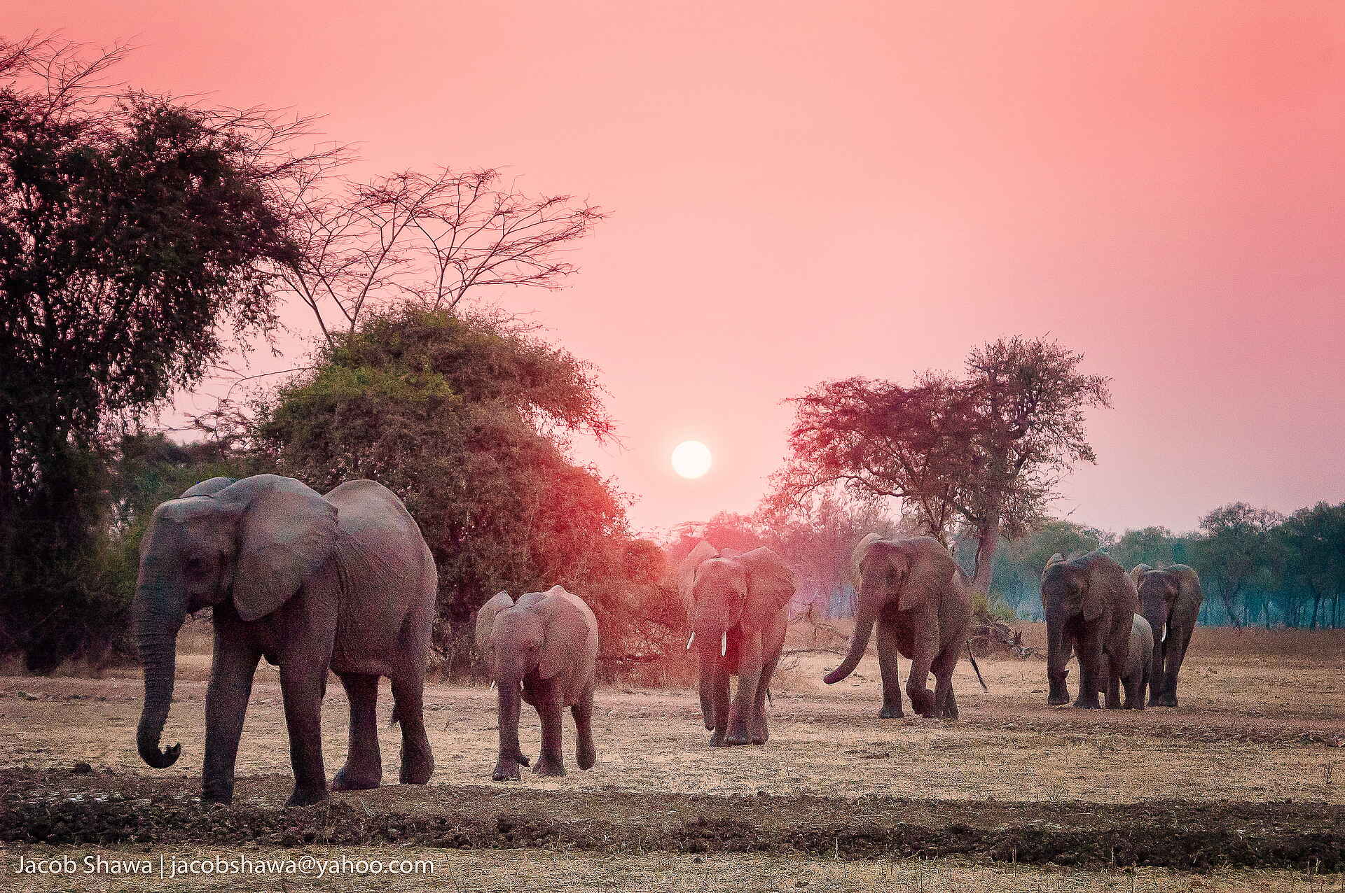 Shawa Luangwa Camp: Elefanten Shawa Luangwa Camp: Elefanten