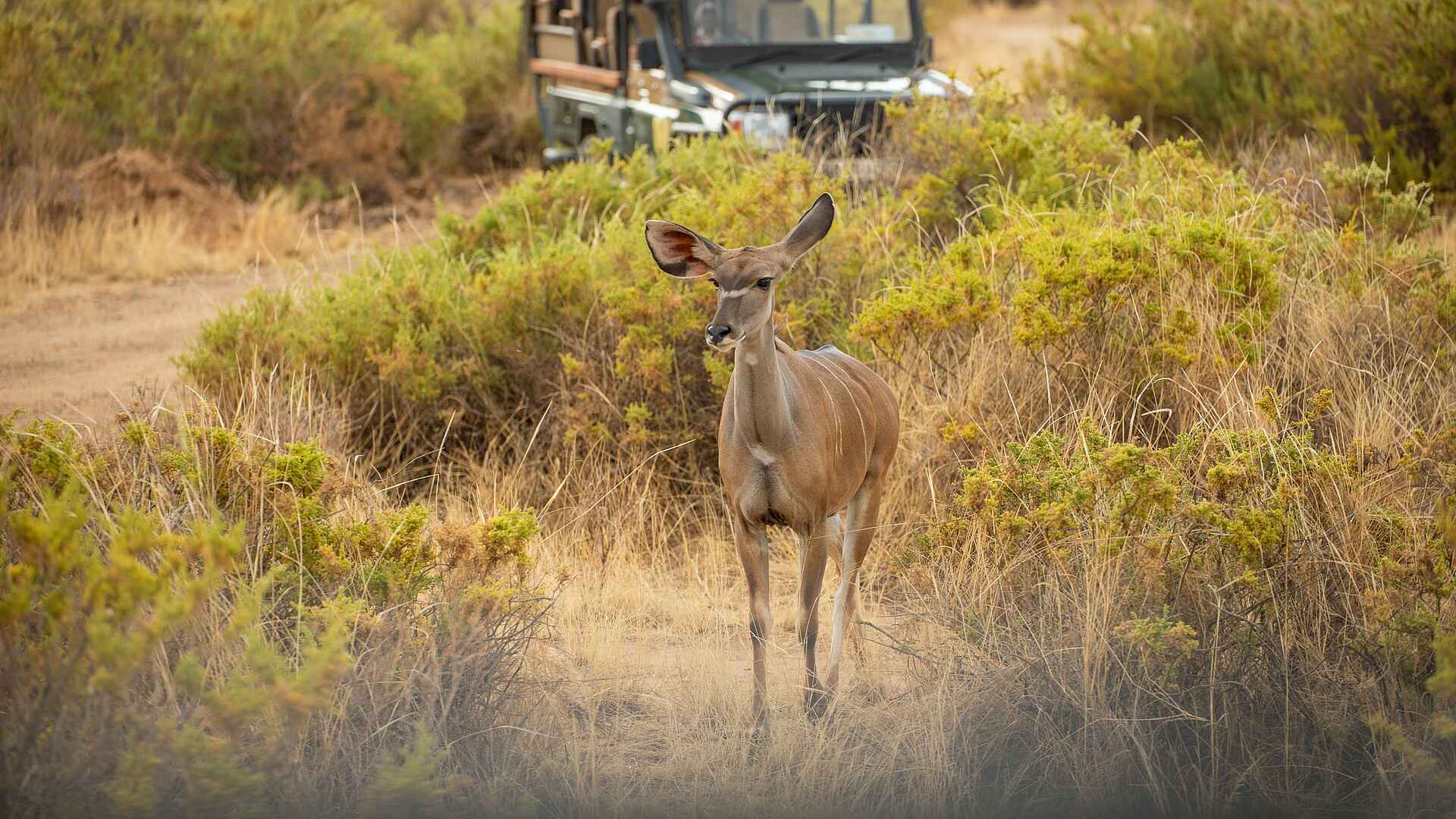 Soroi Samburu Lodge: Kudu auf Pirschfahrt beobachten Soroi Samburu Lodge: Kudu auf Pirschfahrt beobachten