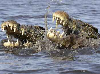 Tlouwana Camp: Zwei Krokodile Tlouwana Camp: Zwei Krokodile