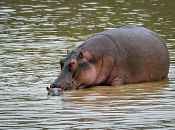 Entim Masai Mara: Nilpferdkuh mit Kalb