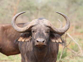 Ruzizi Tented Lodge: Ein mächtiger Büffel