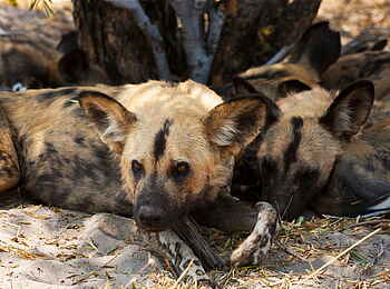 Selinda Explorers Camp: Wildhund Selinda Explorers Camp: Wildhund