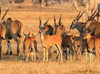 Bomani Tented Lodge: Gruppe von Antilopen