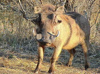 Camelthorn Lodge: Warzenschwein Camelthorn Lodge: Warzenschwein