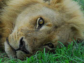 Camp Xakanaxa: Ruhender Löwe