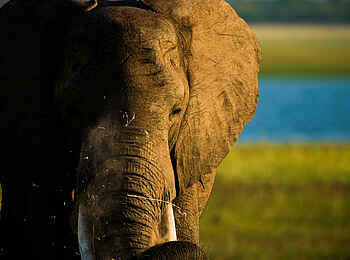 Changa Safari Camp: Ein Elefant Changa Safari Camp: Ein Elefant