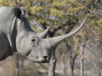 Encounter by Ongava: Profilansicht Nashorn