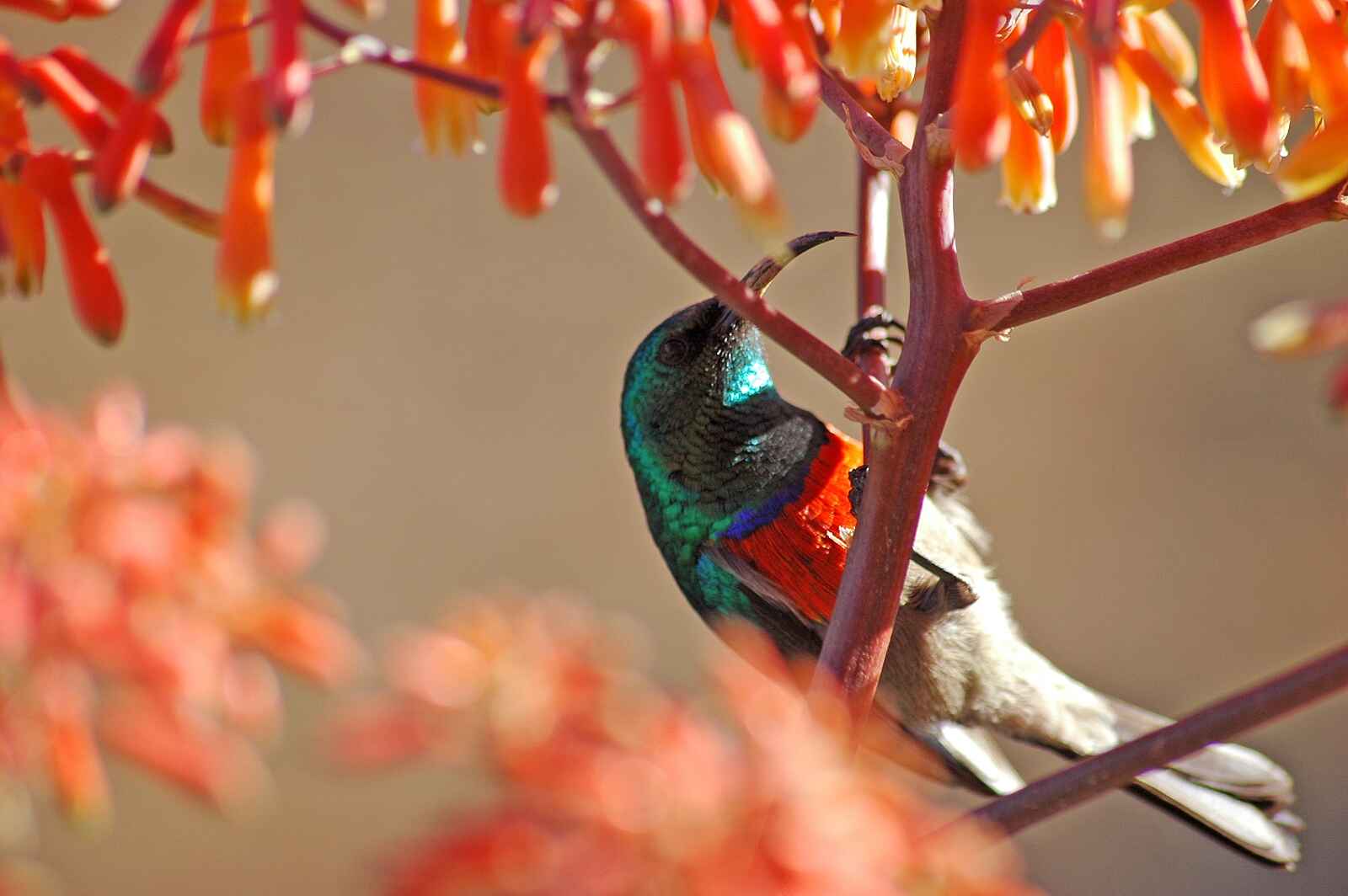 Grootbos Forest Lodge: Kolibri Grootbos Forest Lodge: Kolibri