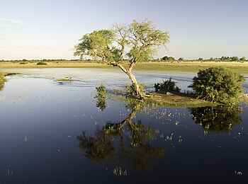 Jacana Camp: Kleine Insel Jacana Camp: Kleine Insel