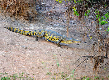 Leopard Lodge: Krokodil auf Wanderschaft