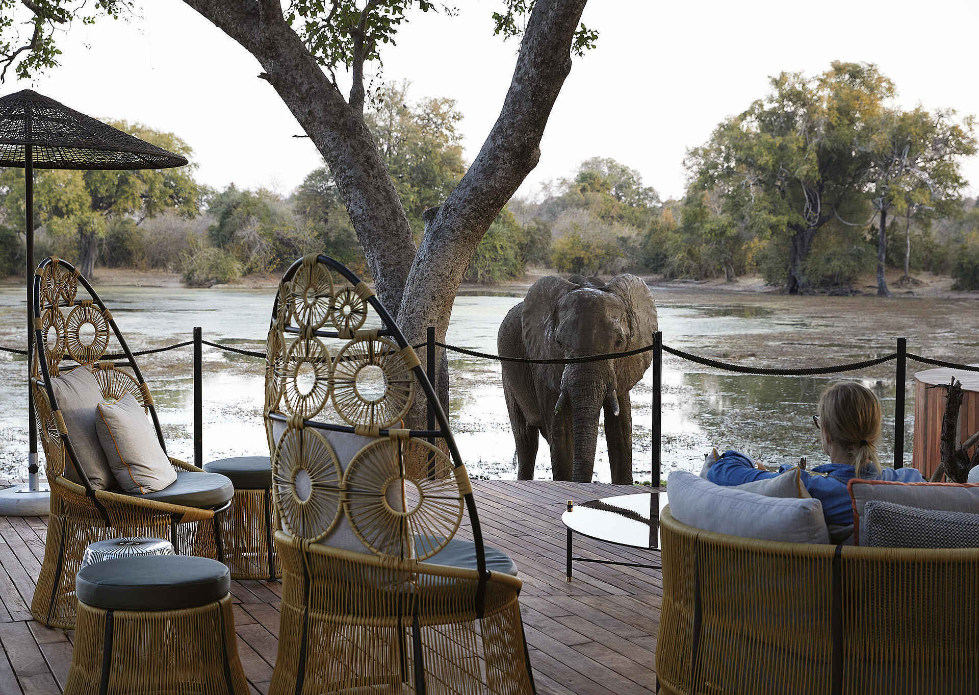 Molori Mashuma Luxury Tented Camp: Elefant zu Besuch