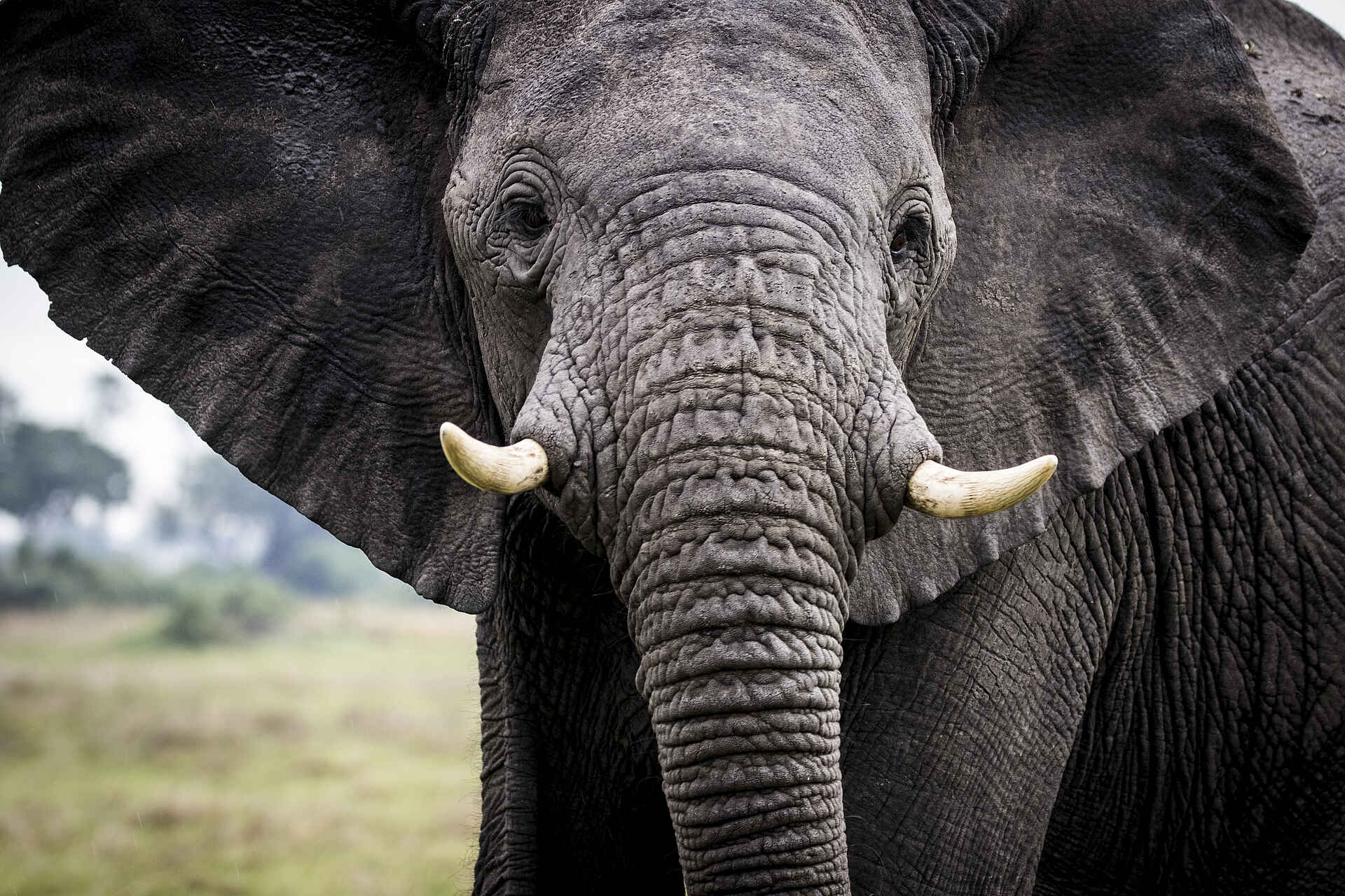 Mombo Camp: Nahaufnahme Elefant