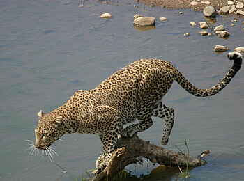 Musango Safari Camp: Leopard am Seeufer