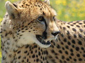 Naankuse Lodge: Eine Zuflucht für Geparden und anere Raubtiere Naankuse Lodge: Eine Zuflucht für Geparden und anere Raubtiere