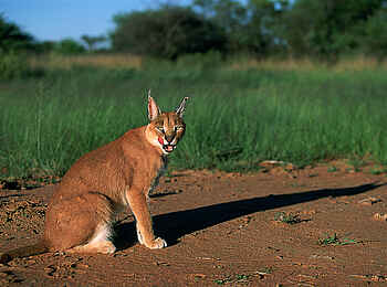 Okonjima Plains Camp: Der seltene Karakal Okonjima Plains Camp: Der seltene Karakal