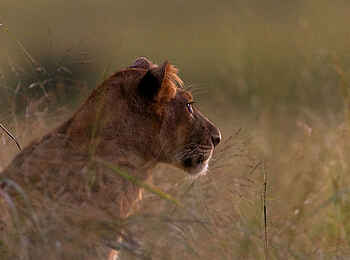 Papa´s Camp: Löwin