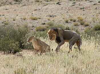 Rooiputs Lodge: Löwenpärchen