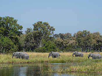 Sable Alley Camp: Elefanten Sable Alley Camp: Elefanten
