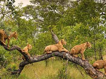 Singita Boulders Lodge: Löwenbabies auf einem Baumstamm
