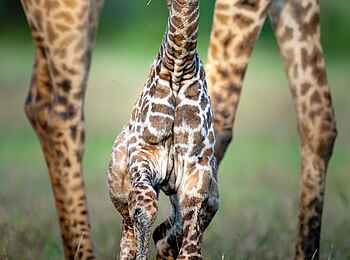 Singita Faru Faru: Giraffenbaby